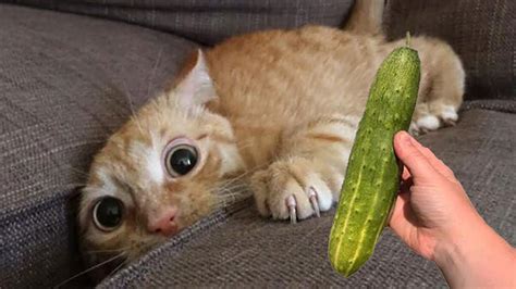 Funny Video - Cats Get Scared by Cucumbers