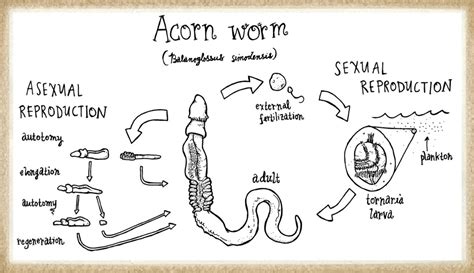 Acorn Worm Facts and the Regeneration of Human Body Parts - Owlcation