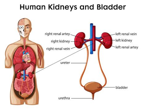 Excretion in Humans | Teaching Resources