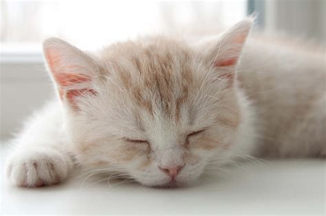 Sleeping cat wallpaper cute on pc - beautiful desktop wallpapers 2014