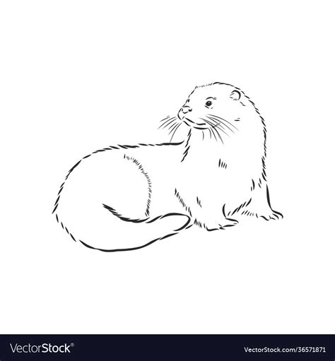 Animal river common otter sea sketch Royalty Free Vector