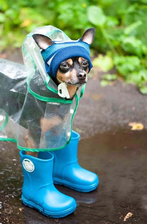 Dogs In Raincoats Are Hilariously Cute