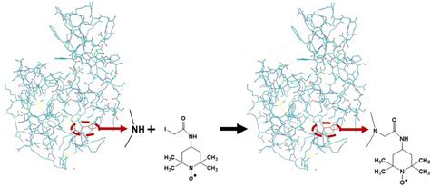 Spin label 4-iodoacetamide-2, 2, 6, 6-tetramethylpiperidine-N1-oxyl in ...