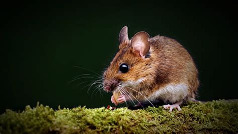 Wild wood mouse (Apodemus sylvaticus) on a moss-covered branch ...