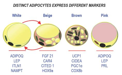 Different Types of Adipocytes | Encyclopedia MDPI