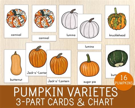 Pumpkin Varieties 3-part Cards 16 Montessori Nomenclature - Etsy