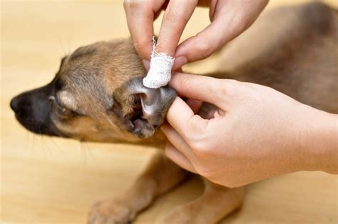 How to Clean your Dog's Ears, Natural and Home Remedies to Clean Dog ...