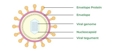 Virus Structure