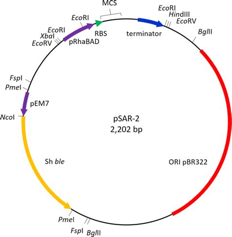 Plasmid map of expression vector pSAR-2 showing the most relevant ...