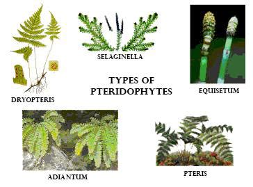 Pteridophyta Examples