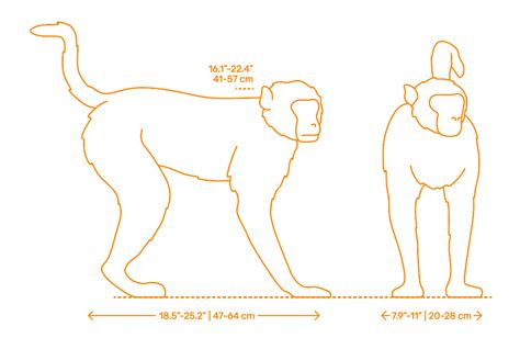 Rhesus Macaque (Macaca mulatta) Dimensions & Drawings | Dimensions.com