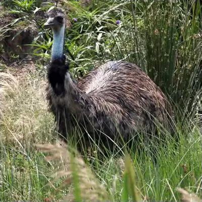 Emu Bird Facts | Anatomy, Diet, Habitat, Behavior - Animals Time