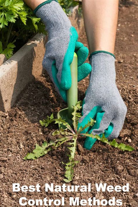 Best Natural Weed Control and a New Way to Look at Weeds - Turning the ...