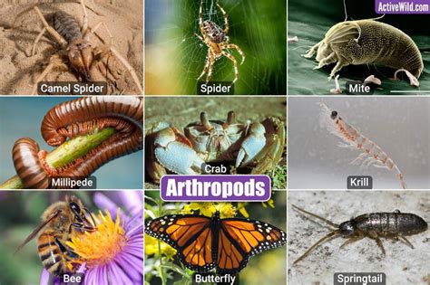 Examples Of Arthropods From Round The World - Arbana Osmani