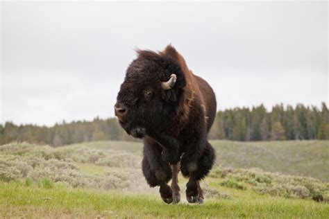 The Bison of Yellowstone National Park | Yellowstone Buffalo