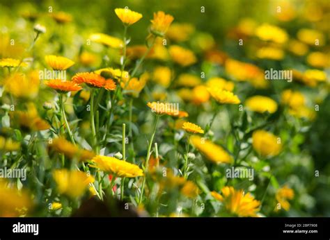 Plants with opposite leaves hi-res stock photography and images - Alamy