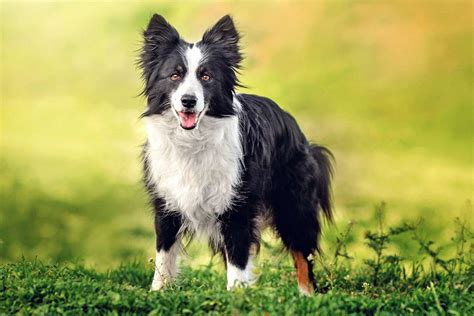 Border Collie Dog Breed Information & Characteristics | Daily Paws