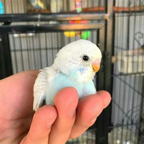 Pin on Birbs