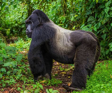 Endangered mountain gorilla populations are rising thanks to ...