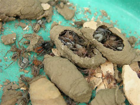 Mud Dauber nests.... packed with spiders | Sherdog Forums | UFC, MMA ...