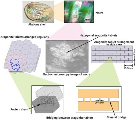 The hierarchical structure of the nacre | Download Scientific Diagram