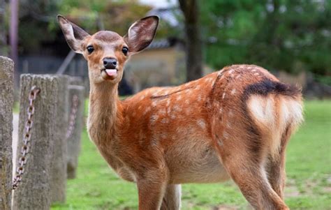 The Many Expressions of Nara's Deer | All About Japan