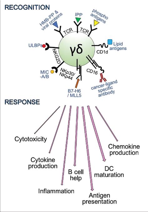 Table 1 from Gamma-delta T cells in glioblastoma immunotherapy ...