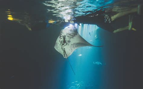 Manta ray night snorkel kona - ivylokasin