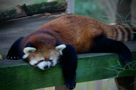 Photo of Red Panda Sleeping on Tree Branch · Free Stock Photo