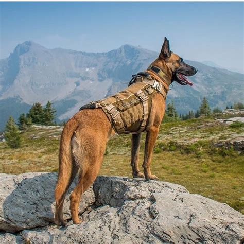 Warrior K9 | Malinois dog, Belgian malinois dog, Army dogs