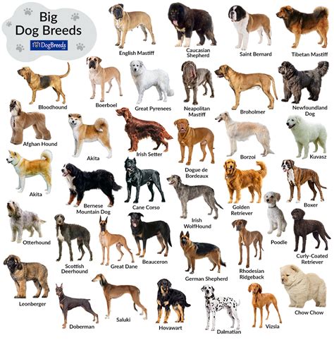 List of Big Dog Breeds with Pictures | 101DogBreeds.com