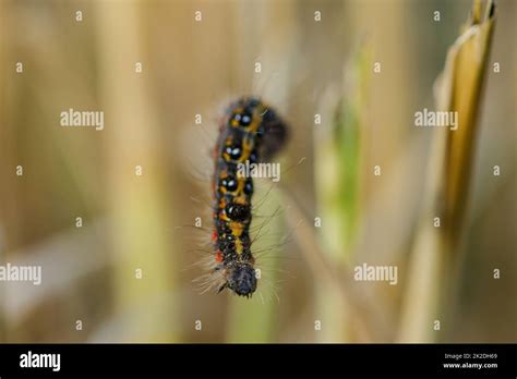 Worms are on the rice plant in nature Stock Photo - Alamy