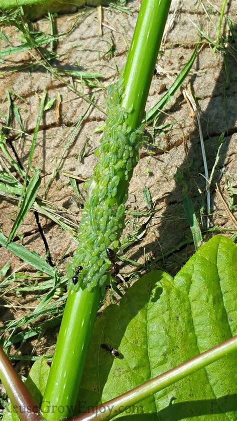 How To Get Rid Of Aphids Naturally