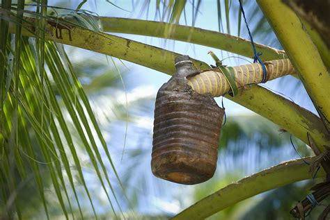 Tuba: What to Know About Philippine Coconut Wine That's Famous Around ...