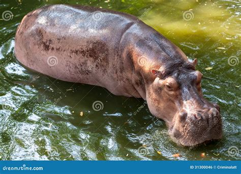 Hippopotamus Swimming In Water Royalty Free Stock Image - Image: 31300046