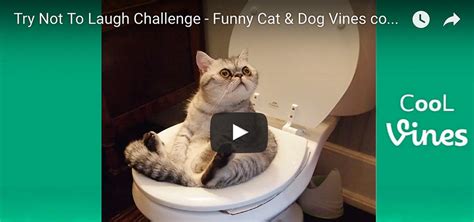 Funniest Cat & Dog Videos - Butler-Vause