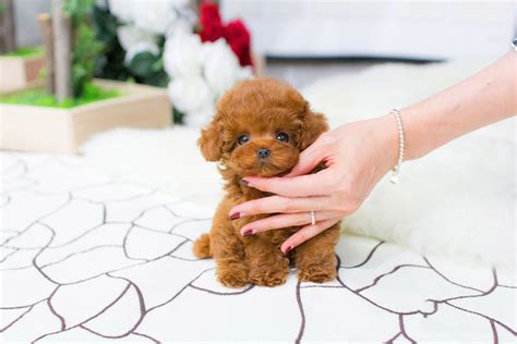 red toy poodle teacup - Mariella Hefner