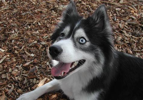 Huskimo Dog Breed Info - A Detailed Guide - The Dogs Journal