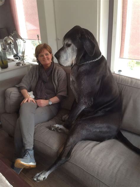 People Are Posting Hilarious Photos Of Their Great Danes, And It’s ...