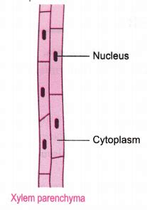 Diagram Of Xylem Parenchyma