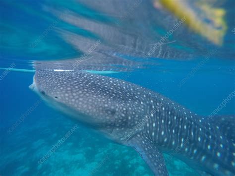 Whale shark swimming - Stock Image - C058/3632 - Science Photo Library