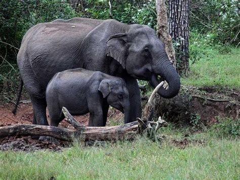 Pant Wildlife Sanctuary, Rajgir - Timings, Safari Cost, Best Time to Visit