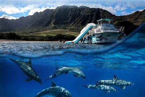 Oahu Dolphin Watching and Snorkelling Cruise - Hellotickets