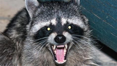 Raccoon Removal Services – Raccoon Damages