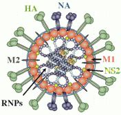 Orthomyxoviridae - Virology