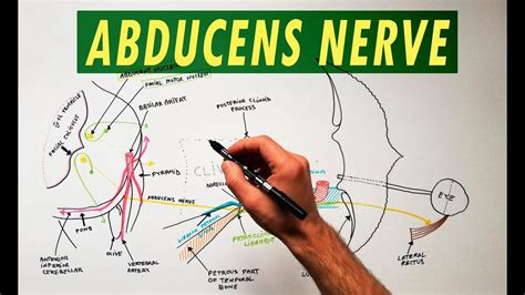 Abducens Nerve - Anatomy Tutorial - YouTube