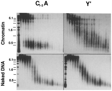 DNase I digestion time courses of nuclei and naked DNA. [Top panels ...