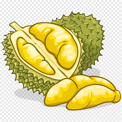 Durian Drawing