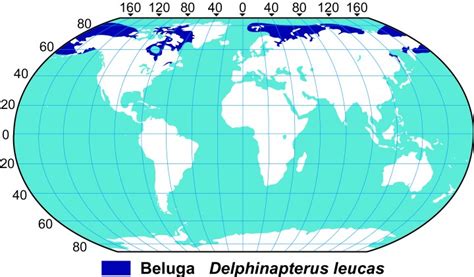 Distribution and Habitat | Adaptations of the Beluga Whale