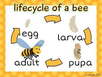 the life cycle of a bee is shown in yellow and white with words below it